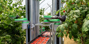 Fieldwork Robotics发布新型Fieldworker 1机器人，实现高效采摘浆果 – The Robot Report