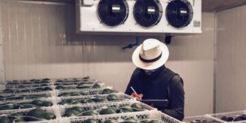 让您的鳄梨完美送达：确保品质与新鲜的秘诀