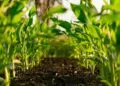 CBAM’s First Month Triggers 84% Collapse in EU Fertiliser Imports: Carbon Border Pricing Ignites Global Agricultural Supply Chain Crisis