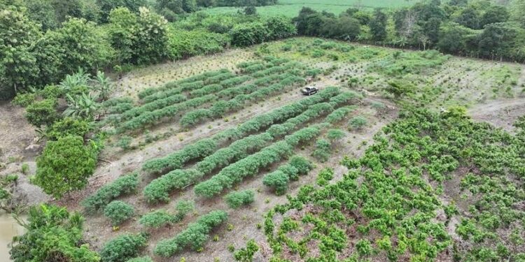 玛氏与ofi在厄瓜多尔推可可农林复合项目，覆盖960名农户