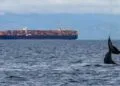 Oakland Port March Container Volume Up 7.1%