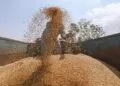 全球谷物产量预测下调300万吨，地缘冲突推高化肥成本