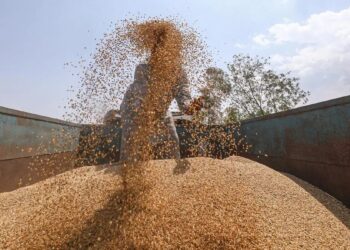 全球谷物产量预测下调300万吨，地缘冲突推高化肥成本