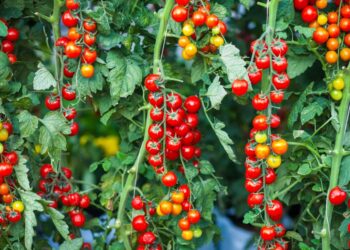 Iran conflict raises EU fertiliser costs 50%, spurs regenerative agriculture investment