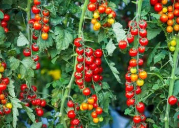 Iran conflict raises EU fertiliser costs 50%, spurs regenerative agriculture investment