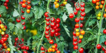 Iran conflict raises EU fertiliser costs 50%, spurs regenerative agriculture investment