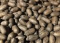 Brazilian Pecan Exports Drop Amid 30% Freight Surge, EU Sanitary Rules