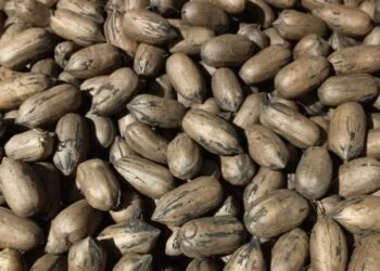 Brazilian Pecan Exports Drop Amid 30% Freight Surge, EU Sanitary Rules