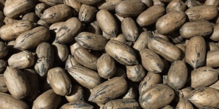 Brazilian Pecan Exports Drop Amid 30% Freight Surge, EU Sanitary Rules