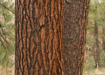 US invests $80M in domestic timber after 25% Brazil tariff