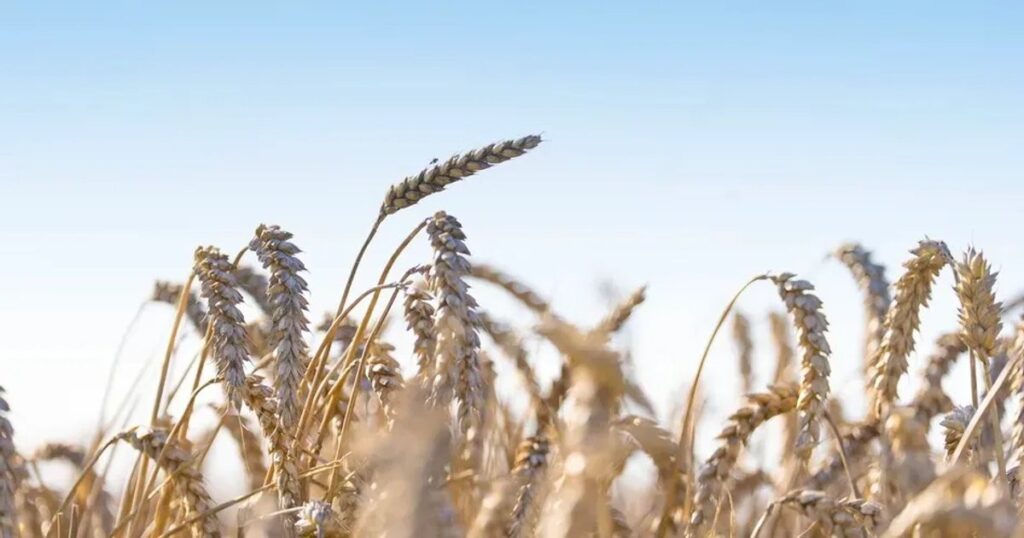 Puratos scales US wheat sourcing: 30% to regenerative agriculture by 2030 target