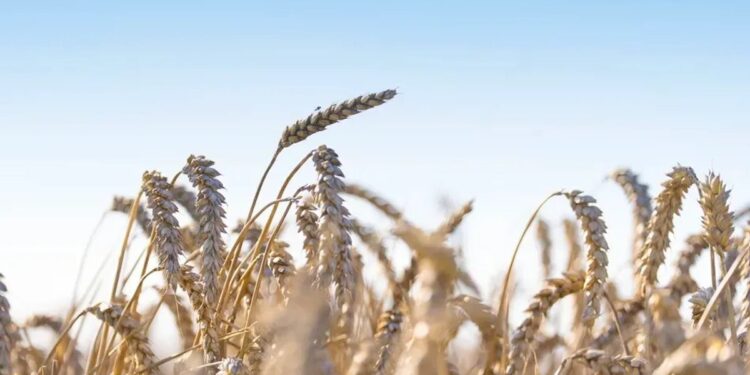 Puratos scales US wheat sourcing: 30% to regenerative agriculture by 2030 target