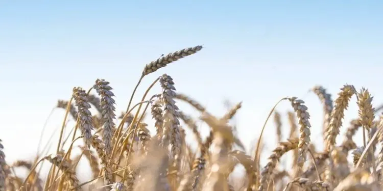 Puratos scales US wheat sourcing: 30% to regenerative agriculture by 2030 target