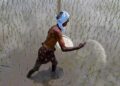 India’s soluble fertilizer prices surge 100% to $1,600/tonne