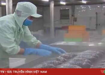 Vietnamese Tilapia Exports Sashimi to Japan, $76M in 6 Months