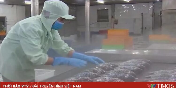 Vietnamese Tilapia Exports Sashimi to Japan, $76M in 6 Months
