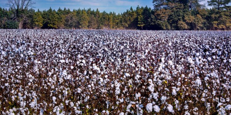 棉花供应链承压:气候危机致单产下降12%,时尚业加速转向再生纤维