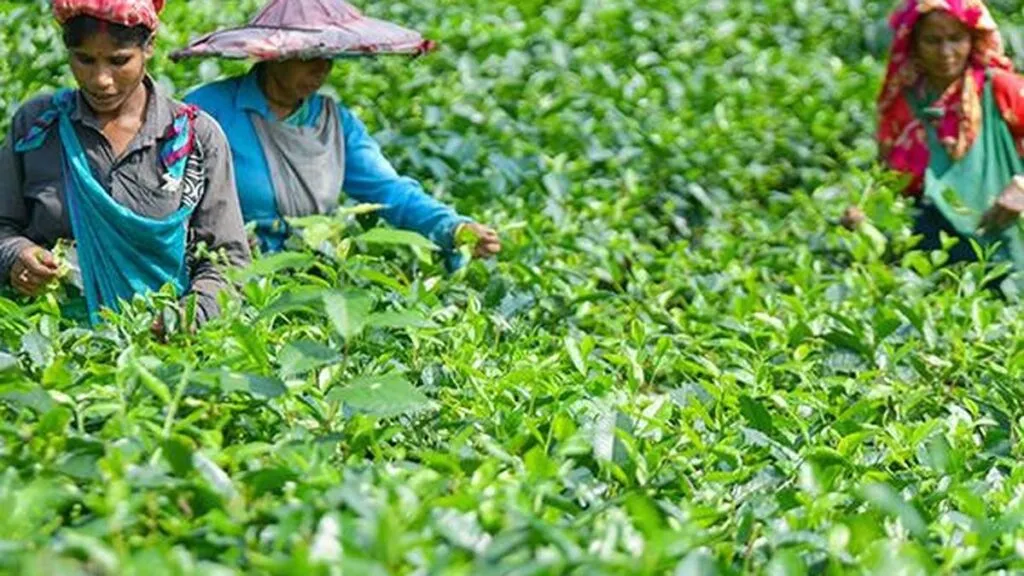 印度茶叶出口或降20%，运费飙升叠加中东物流中断